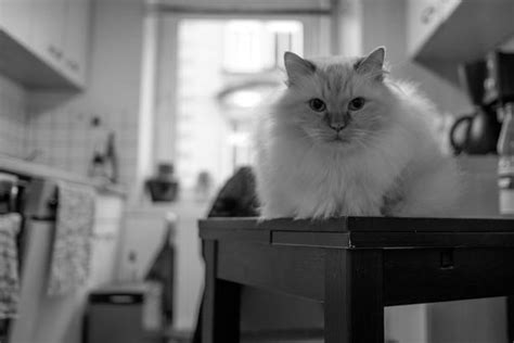 60+ Holy Burma Cat Stock Photos, Pictures & Royalty-Free Images - iStock