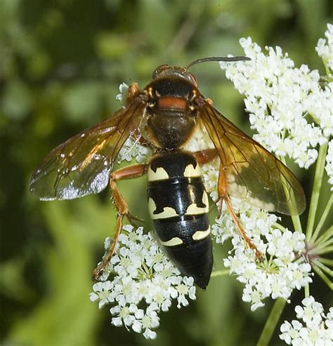 Cicada Killer On Cicuta Sphecius Speciosus Bugguide Net