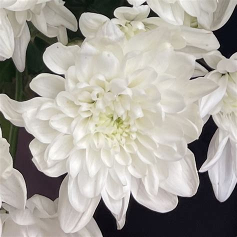 Cushion Mum White My Flower Stop