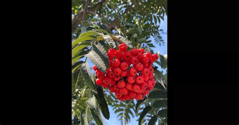 Sorbus Aucuparia Sheerwater Seedling Collection Eberesche