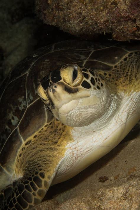 Marine Life On The Reefs Of The Dutch Caribbean Island Of Sint Maarten