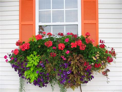 How To Plant A Rockin Window Box The Impatient Gardener