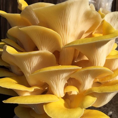 Golden Yellow Oyster Mushroom Grow Kit 5lbs