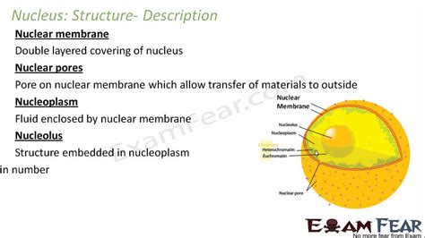 Biology Fundamental Unit Of Life Part 7 Structure Of Cell Nucleus Cbse Class 9 Ix Youtube