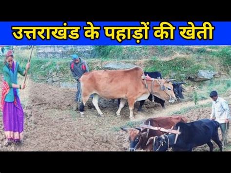 Hill Farming In Uttrakhand Pahadon