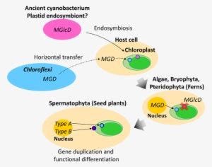 Plant Lipids In Photosynthesis PNG Image | Transparent PNG Free ...