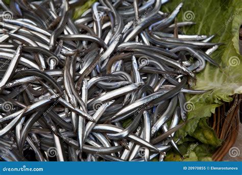 Bogue Fish Natural Background Stock Image Image Of Gourmet Fishy