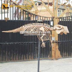 AS-098 Life Size Fossil Dugong Skeleton for Sale | My Dinosaurs