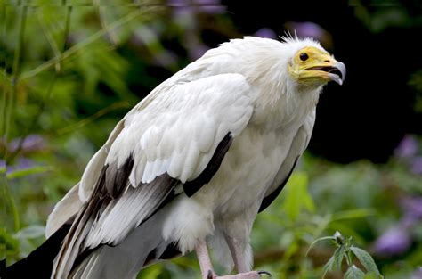 5 Wild Vultures Profile Traits Appearance And Facts Rhino Rest