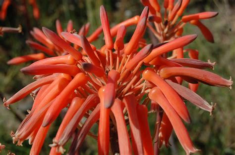 LANKA Aloe sapanoria Aloe maculata Aloès maculé