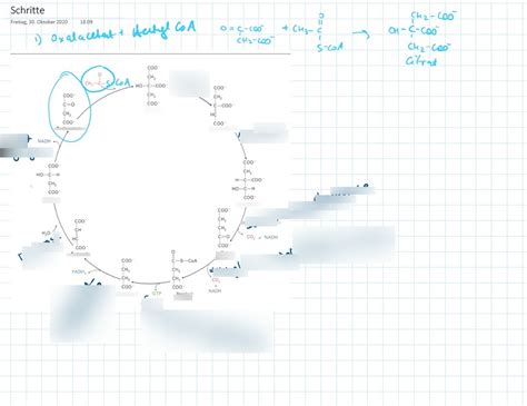 Schaubild Citrat Cycle Quizlet