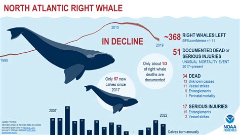 New Whale Species Season Lacie Norene