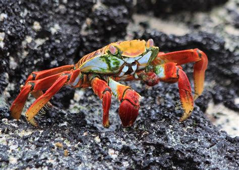 Sally Lightfoot Crab Galapagos Traditional Iconoclast