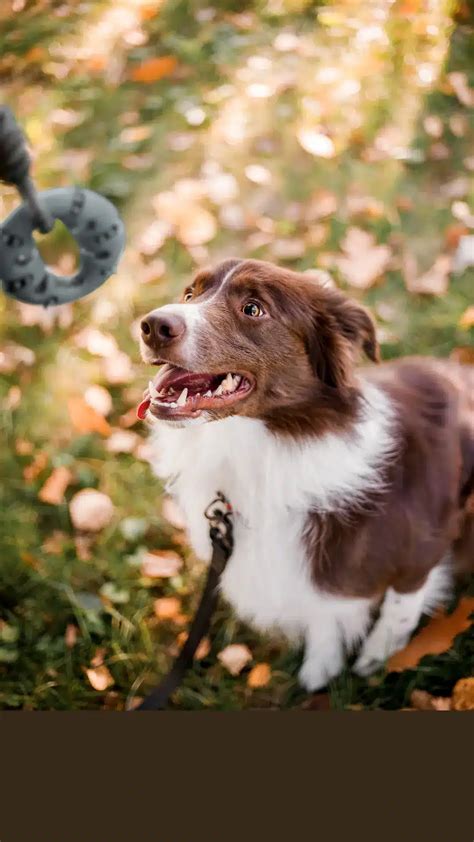 Tártaro Em Cachorro Causas Tratamento E Dicas Para Manter A Saúde