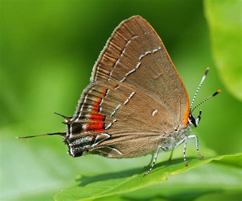 Oak Hairstreak (Lick Creek Park, College Station, TX) · iNaturalist