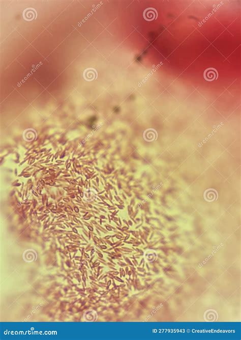 Bacillus Spore Forming Bacteria Stained Microscopic View Stock Image