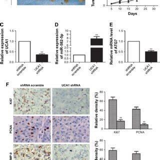 Uca Knockdown Inhibits Cell Growth And Metastasis In Vivo Notes A