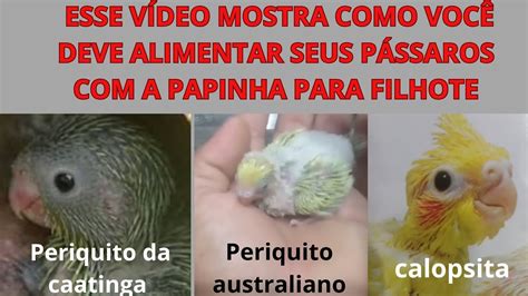 VEJAM COMO E FÁCIL alimenta e cria uma calopsita ou um periquito YouTube