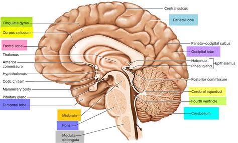 Brainstem Anatomy