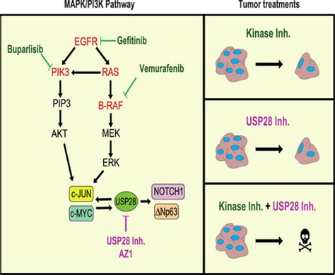 2022 Highlights Molecular Oncology