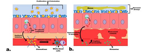 Bordetella pertussis | Mechanisms of Pathogenicity