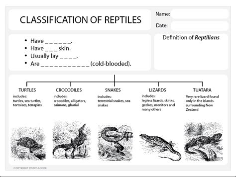 Classification of Reptiles Worksheet - Studyladder Interactive Learning ...