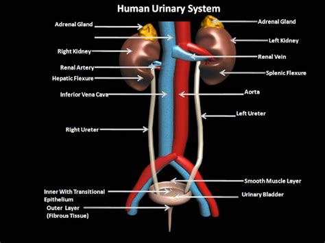 Basic Urinary System Diagram No Labels Renal Blank Labeled