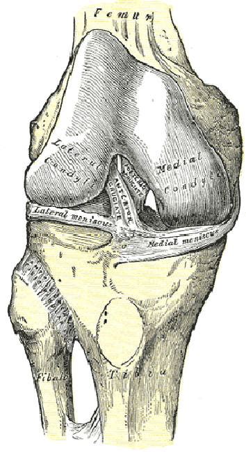 anterior cruciate ligament