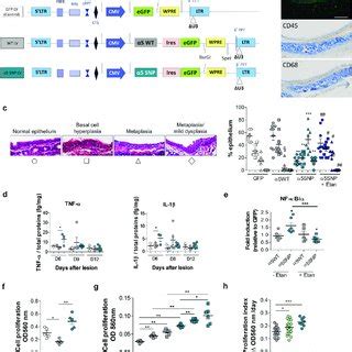 α5SNP expression and COPD like remodeling in human airway epithelium a