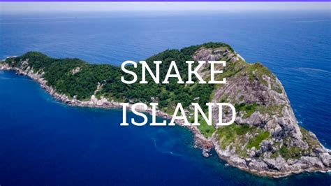 The Deadliest Place On Earth Snake Island Ilha Da Queimada Grande