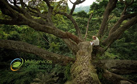 Qu Son Los Rboles Explorando La Majestuosidad De Estas Maravillas De