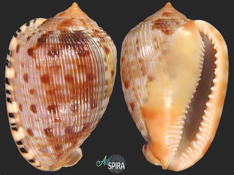 Two Seashells Are Shown Side By Side On A Black Background