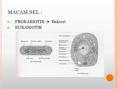 sel powerpoint    id