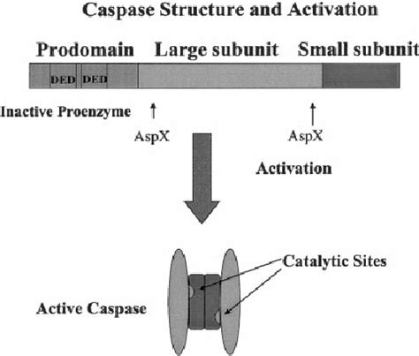 Caspase Structure And Activation The Pro Caspase Is Inactive And Its