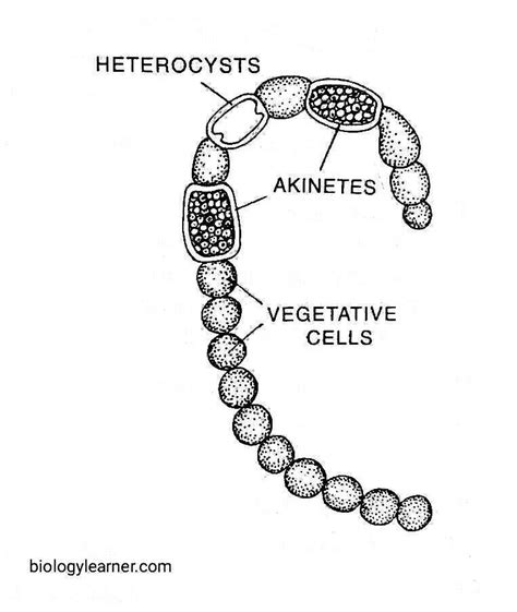 Cyanophyceae Biology Learner