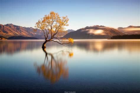 The Wanaka Tree Road Trip New Zealand New Zealand Travel New