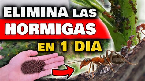 Hormigas SOLUCIÓN DEFINITIVA Plagas En El Huerto Y 47 OFF