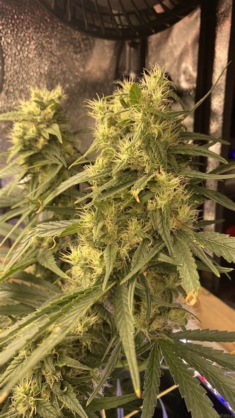 Strain Galerie Jamaican Pearl Sensi Seeds PIC 30112371678176688 Von