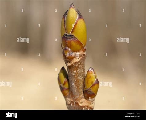 Buds From Sycamore Maple Acer Pseudoplatanus Knospen Vom Bergahorn