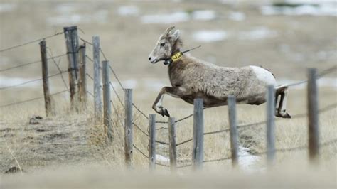 Nnebraska 2024 Hunting Plans Approved For Sustainable Wildlife