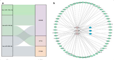 Lncrna Mirna Mrna Cerna Network A The Interaction Network Of 10 Target Download Scientific