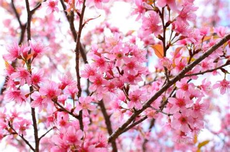 Cómo cultivar el cerezo de flor, árbol ornamental | Blog Verdecora