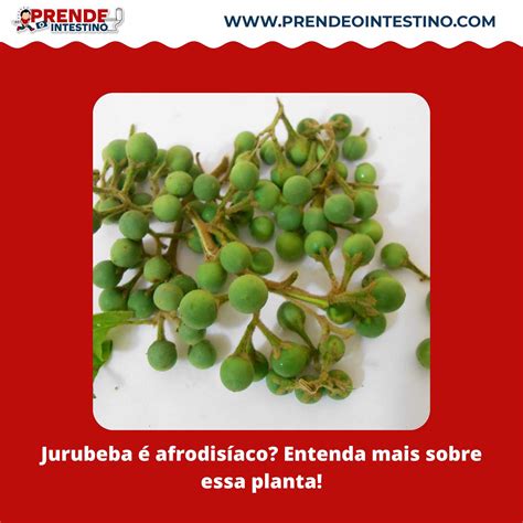 Jurubeba Afrodis Aco Entenda Mais Sobre Essa Planta