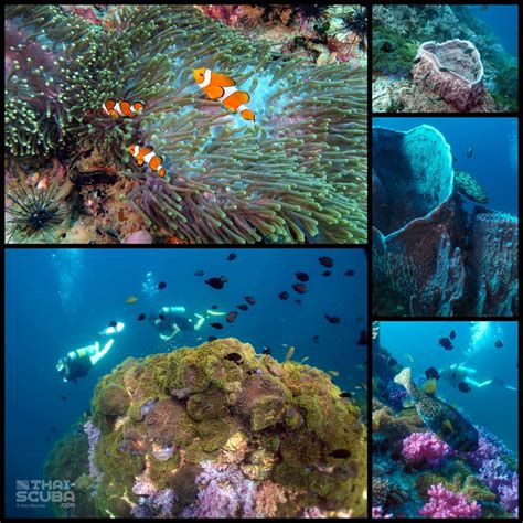 Anemone Reef gallery | Thai Scuba