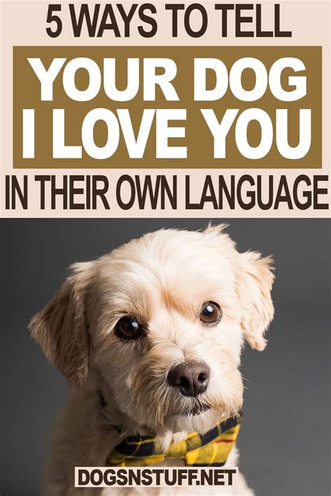 How To Tell Your Dog You Love Them In Their Own Language Dog Facts