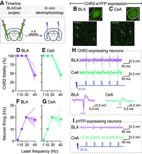 Photo Stimulation Reliably Induces Action Potentials Only In Bla And