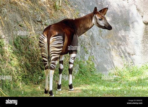 Okapi Okapia Johnstoni Adult Hi Res Stock Photography And Images Alamy