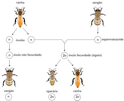 Questão O ciclo de vida das abelhas é um exemplo de partenogênese