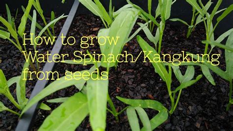 How To Grow Water Spinach From Seeds Enday Kamote Youtube