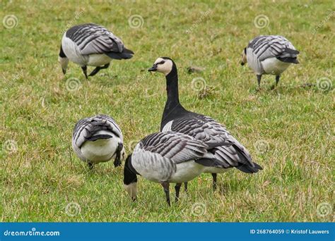 Barnacle Geese In A Meadow In The Flemish Countryside Stock Image